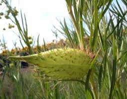 Image result for Gomphocarpus fruticosus