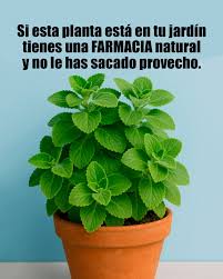 Todos te dicen que **el orégano orejón es bueno**, pero pocos te explican  cómo usarlo realmente… y *todo lo que puede sanar*. Esta planta de hojas  carnosas y aroma intenso —conocida científicamente