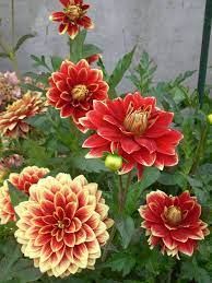 Dahlia Caballero Dahlia Flowers Plants