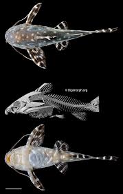 Image result for Vandellia