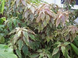 Image result for Acalypha nyasica