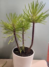 Image result for Senecio barbertonicus