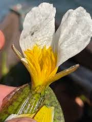 Image result for Antherotoma naudinii