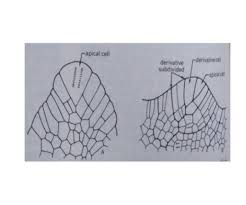 This quiz will assess your knowledge about cell theory, its discovery, and structure. Department Of Botany Girraj Govt College Theories Of Shoot Apex And Root Apex