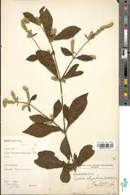 Image result for Cyathula cylindrica