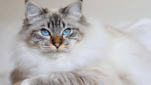 Free chat rooms, chat online with no registration. Sacre De Birmanie Couleur Caractere Prix Tout Ce Qu Il Faut Savoir