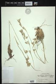 Image result for Cymbopogon pospischilii