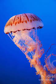 Coronado islands (islas coronado), baja california, mexico. Purple Striped Jellyfish Photograph By Chad Davis