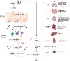 The cytokines target at the naïve t helper cell, to result in the naïve t helper cell to differentiate to th1 cell and th17 cell, subsequently to secrete the inflammatory cytokines and chemokines. Frontiers Cytokine Storm In Covid 19 Immunopathological Mechanisms Clinical Considerations And Therapeutic Approaches The Reprogram Consortium Position Paper Immunology