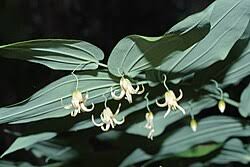 Image result for Jasminum streptopus