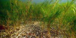 Image result for Potamogeton