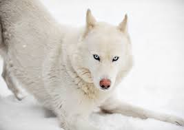 Siberian Husky Facts And Information Petcoach