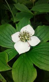 Image result for Cornus volkensii