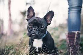 French bulldog information, how long do they live, height and weight, do they shed, personality fawn: French Bulldog Colors Popular And Rarest Colors Frenchies Have American Bully Daily