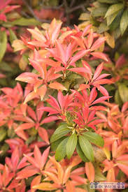 Image result for Pieris japonský bonfire obrázek