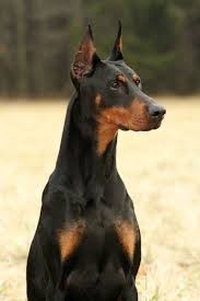Black And Tan Doberman Puppies For Sale Adorable Animals Doberman Puppies Blog On We Heart It Visual Bookmark 23149997 Doberman Doberman Pinscher Doberman Puppy