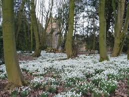 At snowdrop independent living, we are passionate about improving mobility and wellbeing. List Of Snowdrop Gardens Wikipedia