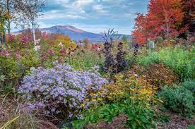 Cranesville swamp preserve september 29, 2007. Our Top 10 Favorite Maryland Native Pollinator Perennials Landscape Design Installation Maintenance And Native Plant Nursery Lauren S Garden Service