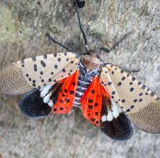 The spotted lanternfly is a relatively new invasive species to the united states. Stop Bugging Me Flagger Force