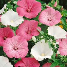 Learn how to deadhead a rose with david austin roses. Amazon Com Outsidepride Rose Mallow Mix 1000 Seeds Garden Outdoor