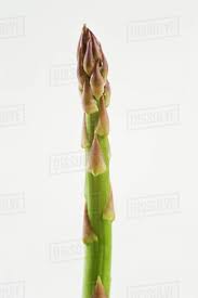 Once the ferns appear after the harvest of asparagus, the common asparagus beetle larvae and adults can also feed on the ferns. A Spear Of Green Asparagus Against A White Background Stock Photo Dissolve