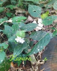 Image result for Casearia battiscombei