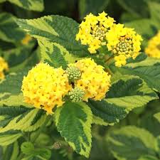 Image result for Lantana camara