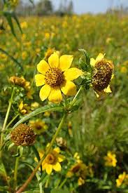 Image result for Bidens ruyigiensis