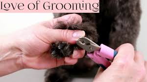 If the nails are black, i never try to cut them. The At Home Guide To Trimming Your Dog S Nails Canine To Five