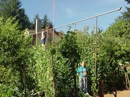 But for the most part, we've made this about the beans (to cover the teepee fort and as a way to grow and trellis them). The Ultimate Diy Pole Bean Trellis