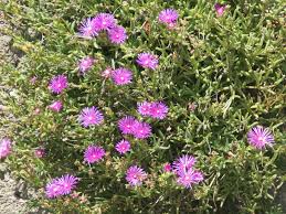 Image result for Delosperma tradescantioides
