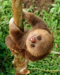 Yavru Tembel Hayvan Sloth Baby Sloth Cute Sloth Cute Baby Animals