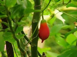 Image result for Eureiandra sp. A