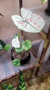 Image result for Caladium
