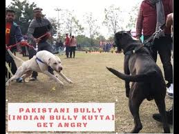 Pakistani Bully Indian Bully Kutta Get Angry Youtube Bully kutta dog info, temperament, training, puppies, pictures. pakistani bully indian bully kutta get angry