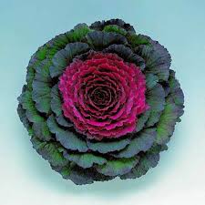 Ornamental Kale Pigeon Purple F1 Ornamental Cabbage Ornamental Kale Flower Seeds