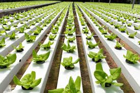 Hydroponic Drip System Everything You Need To Know Gardening Heavn