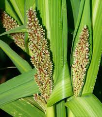 Image result for Poecilostachys oplismenoides