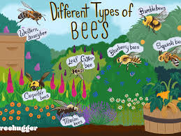 · plants that bees love. How To Identify Different Types Of Bees
