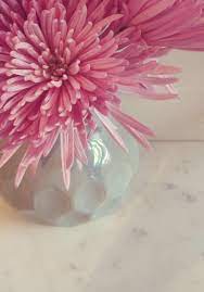 In many parts of the world, carnations are regarded as the quintessential mother's day flowers, but here in australia, it's chrysanthemums that hold that title. Chrysanthemums For Mother S Day 5 Fabulous Varieties Tesselaar Flowers