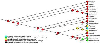 Image result for Anisocycla