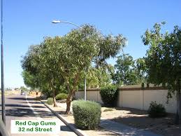 We did not find results for: Eucalyptus Erythrocory Red Cap Gum Australian Outback Plants Native Plant Nursery Usa