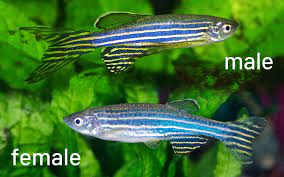 Click here for danio pictures! Pregnant Zebra Danio Is Your Fish Going To Lay Eggs Aquariumnexus