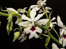 Image result for Calanthe