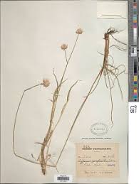 Image result for Hyparrhenia anthistirioides