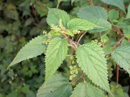 Image result for Laportea ovalifolia