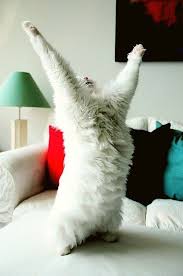 Wow I Do Not Know What To Say Here Is A Great Pic To All Of My Cat Friend Cats Cute Animals Cute Cats