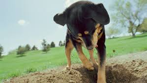 There has been a long tradition of burying a pet in the backyard. Reasons Why Dogs Bury Bones And Other Objects