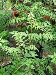 Image result for Zanthoxylum lindense