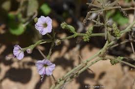 Image result for Commicarpus grandiflorus